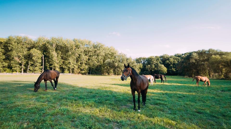 horses on the grass